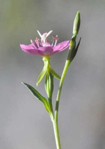 ChupaSangre Oenothera Rosea 2