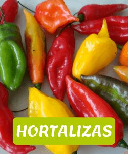 hortalizas andinas