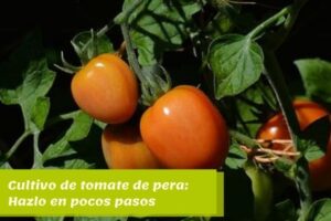 Cultivo de tomate de pera: Hazlo en pocos pasos
