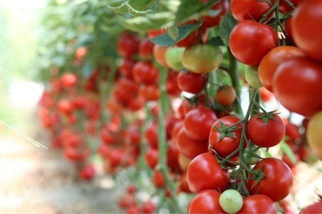 Planta de tomate cherry pera