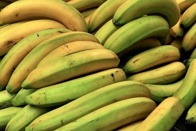 Plátano Macho Verde