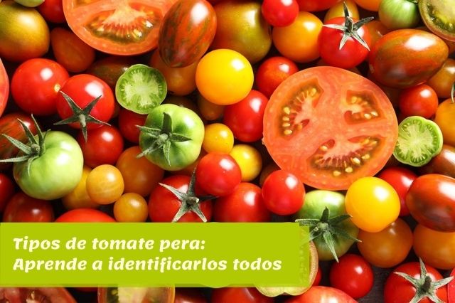 Tipos de tomate pera