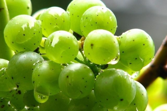 Carbohidratos uvas verdes