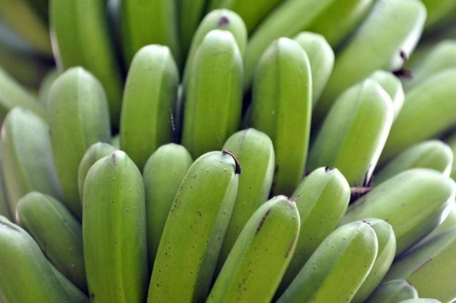 beneficios y contraindicaciones del plátano macho