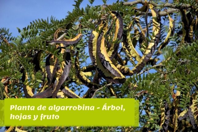 Planta de algarrobina - Árbol, hojas y fruto