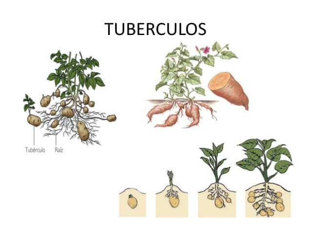 tubérculos andinos orgánicos